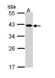 NBP1-33557 - EIF2B2 / EIF2BB