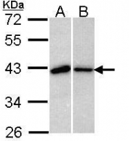 NBP1-33558 - BUB3