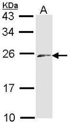 NBP1-33578 - Endothelin-3