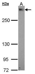 NBP1-33651 - PDZD2