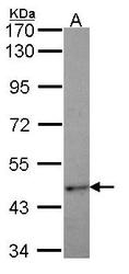 NBP1-33654 - TRIM39 / RNF23