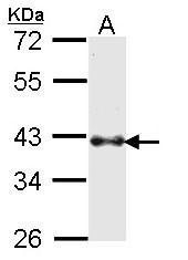NBP1-33748 - BMI-1 / RNF51