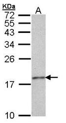 NBP1-33767 - Histone H3.3