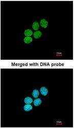 NBP1-33767 - Histone H3.3