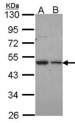 NBP1-33776 - Deoxyribonuclease gamma