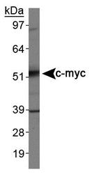 NB600-302R - c-Myc Epitope Tag (EQKLISEEDL)