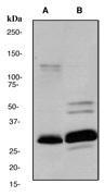 NBP1-40439 - Heme oxygenase 1 / HMOX1