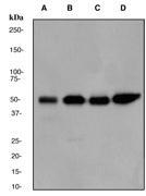 NBP1-40441 - IRF3
