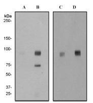 NBP1-40470 - DLG4 / PSD95