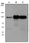 NBP1-40474 - DLG4 / PSD95