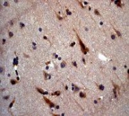 NBP1-40484 - VAMP-8 / Endobrevin