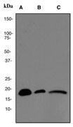 NBP1-40484 - VAMP-8 / Endobrevin