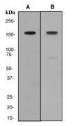 NBP1-40509 - REST