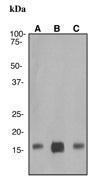 NBP1-40521 - Transthyretin / Prealbumin