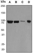 NBP1-40523 - Cullin 1