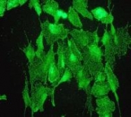 NBP1-40602 - Epsin-1