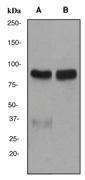 NBP1-40602 - Epsin-1