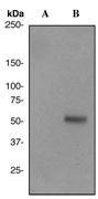 NBP1-40619 - IRF3