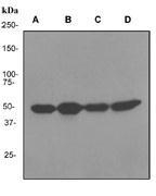 NBP1-40622 - RBBP4 / RBAP48