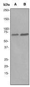 NBP1-40642 - RPA1