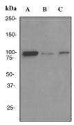 NBP1-40651 - DNMT3B