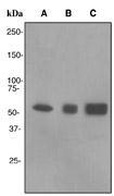 NBP1-40770 - TMPRSS2