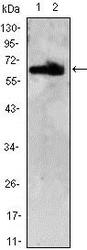 NBP1-42564 - ZBTB7B