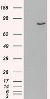 NB100-2562 - PDE4B