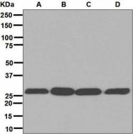 NBP1-95238 - 14-3-3 protein zeta/delta