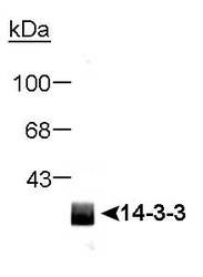 NB100-665 - 14-3-3 protein pan
