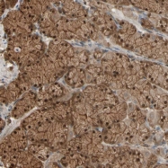 NBP1-89827 - 14-3-3 protein epsilon
