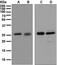 NBP1-95907 - 14-3-3 protein sigma / SFN
