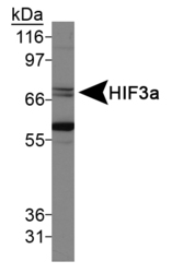 NB100-2287 - HIF3A / HIF3 alpha