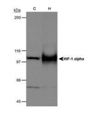 NB100-449 - HIF1A / HIF1 alpha