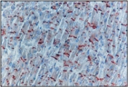 NB200-592 - Cadherin