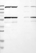 21580002 - Nuclear protein NP60 / N-PAC
