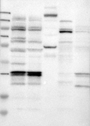 27080002 - ULBP2 / NKG2D ligand 2