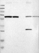 27500002 - Ribophorin-2 / RPN2