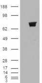 NB100-2494 - TRIM3 / BERP