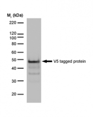 NB100-64791 - Pk (V5) Epitope Tag (GKPIPNPLLGLDST)