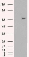 NBP1-06035 - XRCC9 / FANCG