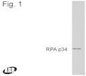 NB100-74526 - RPA2