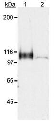 NB100-901IHC - HIF1A / HIF1 alpha