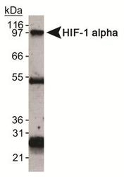 NB100-901IHC - HIF1A / HIF1 alpha