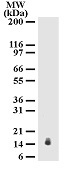 NB100-56541 - Interleukin-25 / IL25