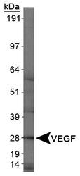 NB100-664 - VEGF-A