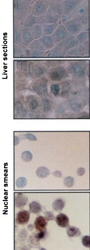 NB110-96427 - Heat shock protein 70 / HSP70