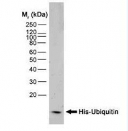 NB100-63173 - 6xHistidine Epitope Tag
