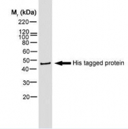 NB100-63173 - 6xHistidine Epitope Tag
