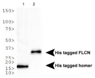 NB100-64768 - 6xHistidine Epitope Tag